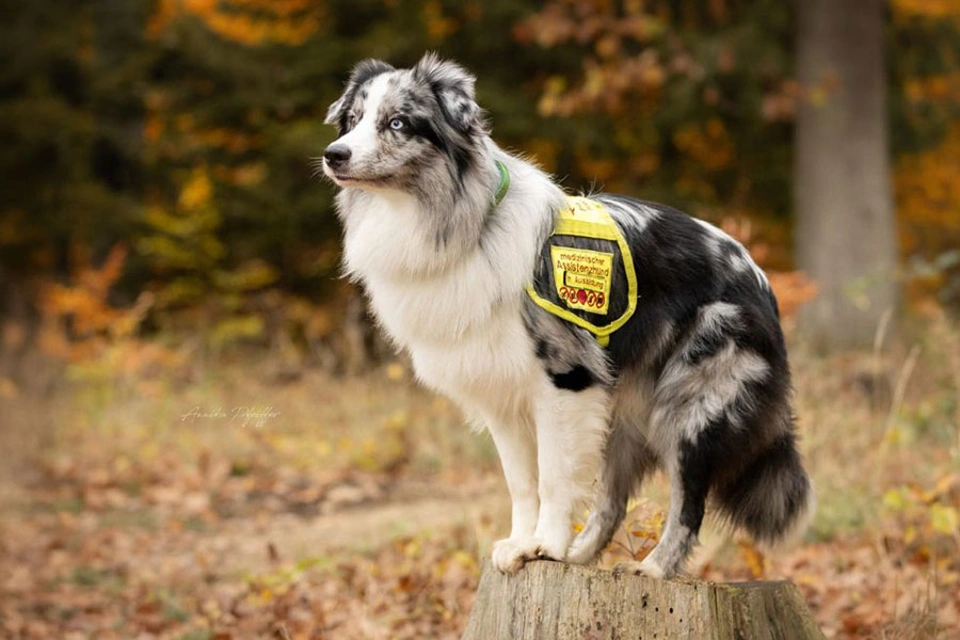 Ein Assistenzhund in Geschirr sitzt auf einem Baumstumpf. Ein Assistenzhund in Geschirr sitzt auf einem Baumstumpf.