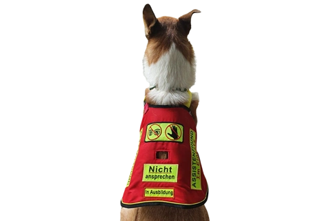 Assistenzhund von hinten, im Geschirr