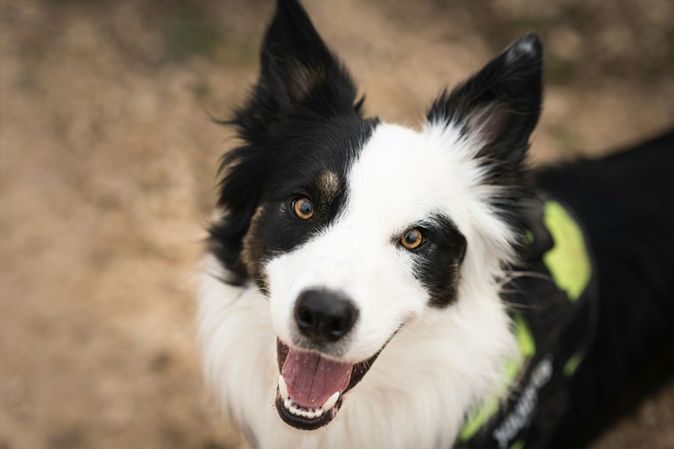 Nahaufnahme von Hund, der in die Kamera blickt